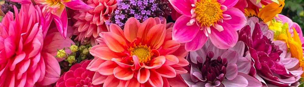 Summer flowers of dahlias and sunflowers