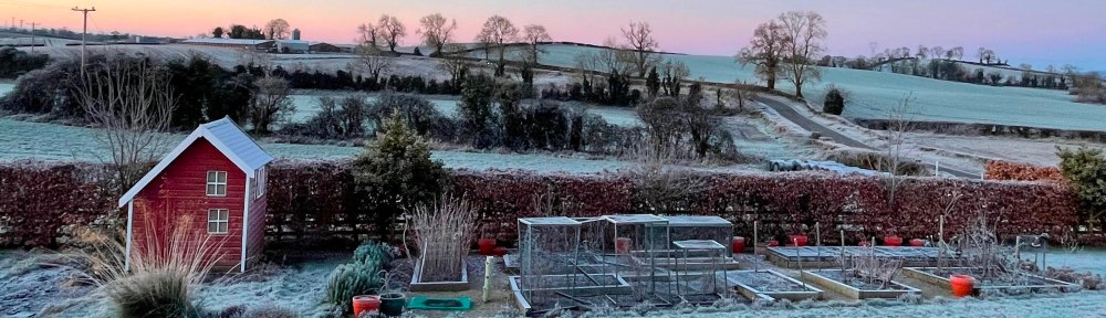 View of the frosty garden with pink sky